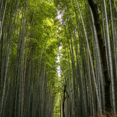 妲己传九游官方下载
